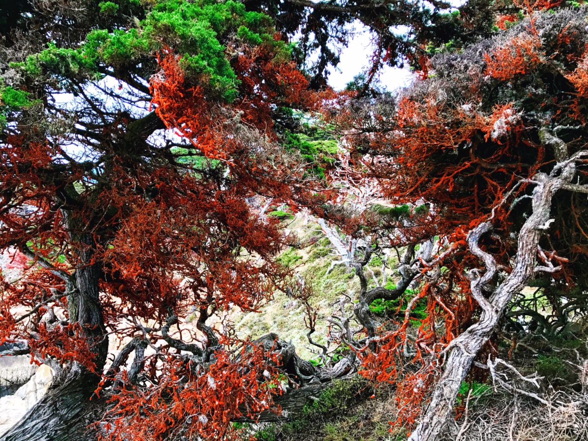 Artistic symbiosis at Point Lobos