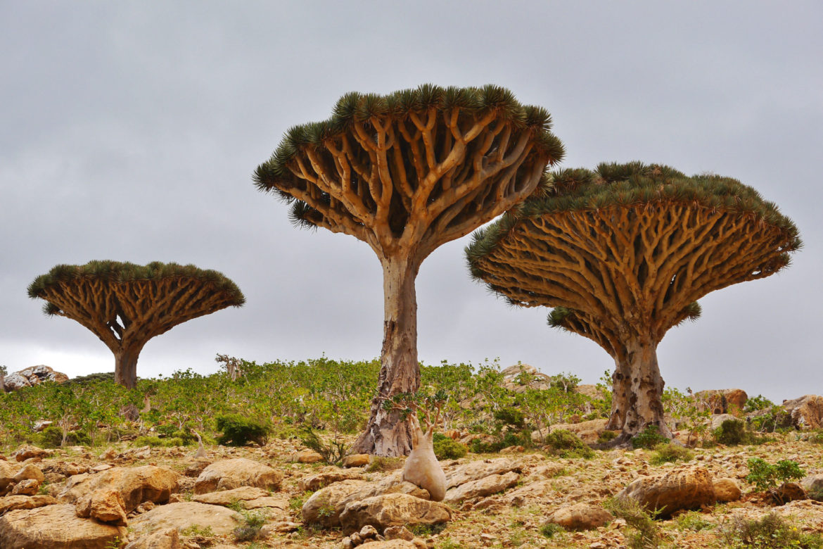 Dragon's Blood Trees of Socotra Island, Yemen