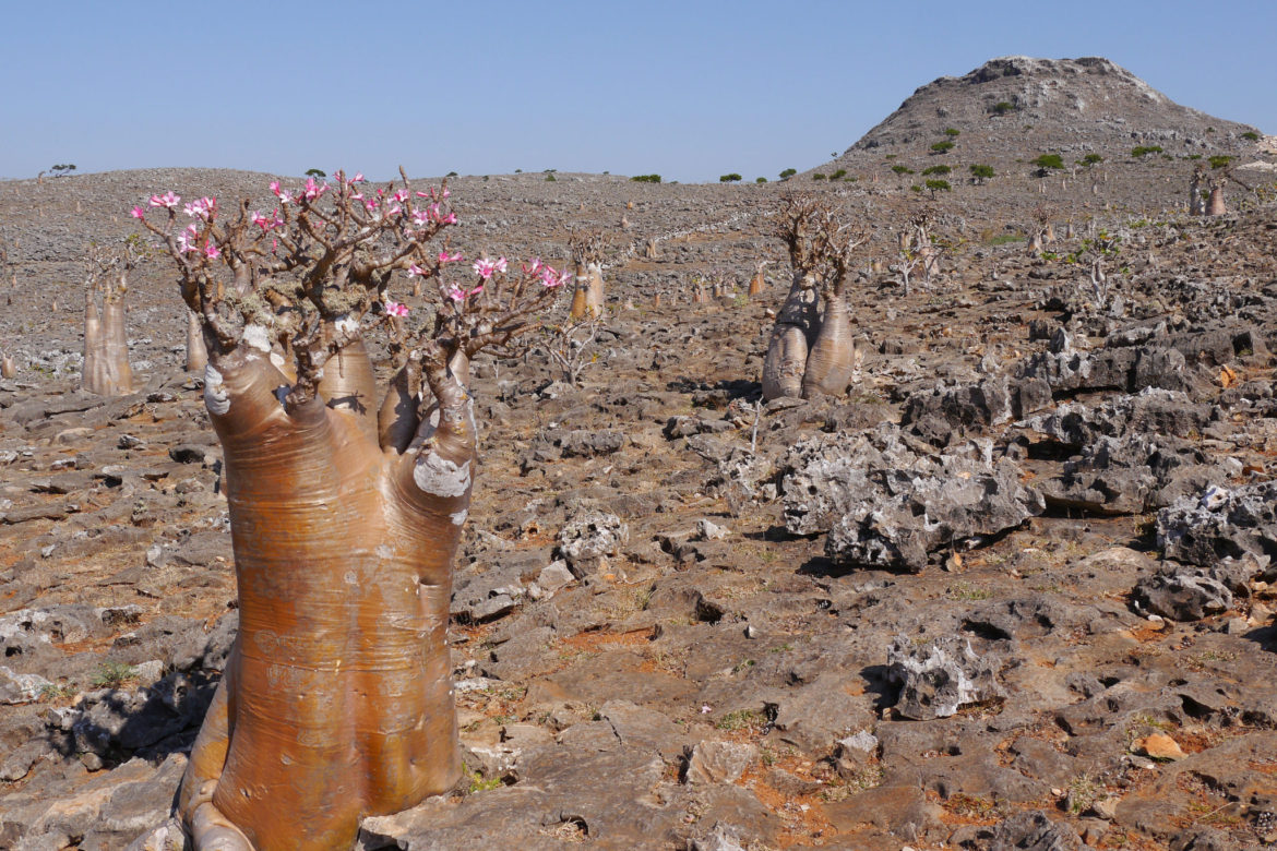 A blooming Bottle Tree or Desert Rose on Socotra Island