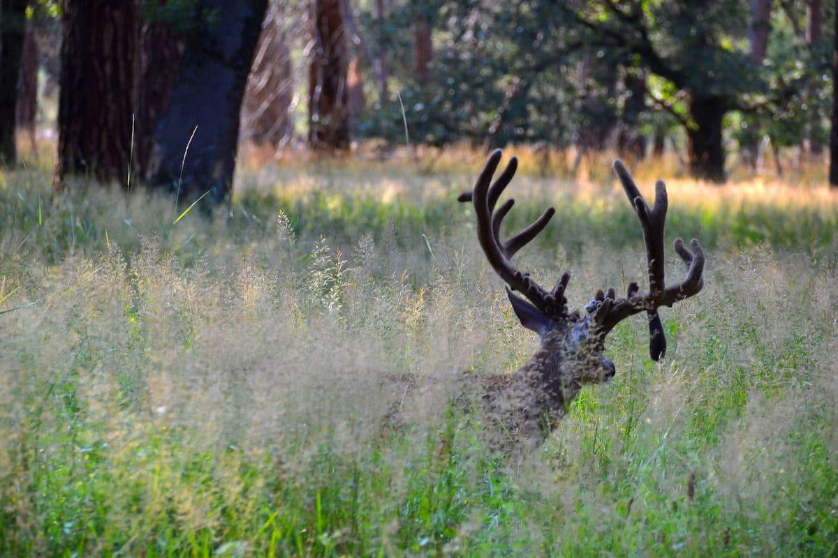 Deer in Yosemite Valley