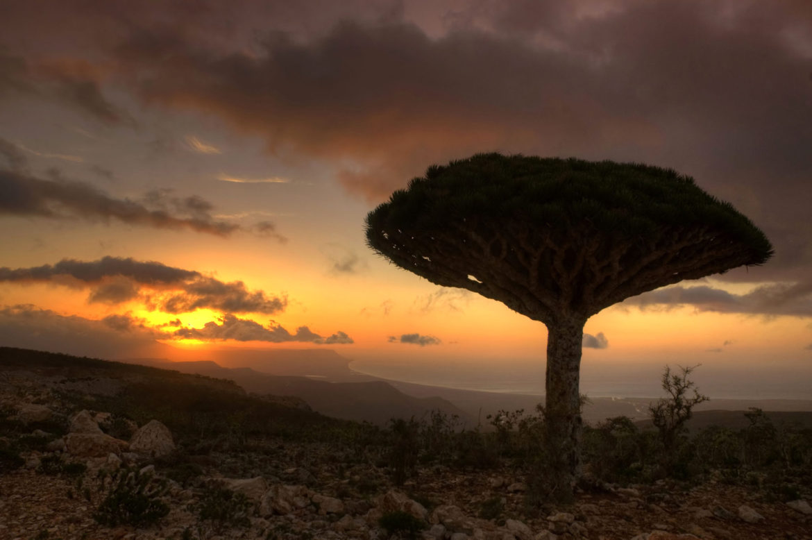 Dragon's Blood Tree at sunset on Socotra Island
