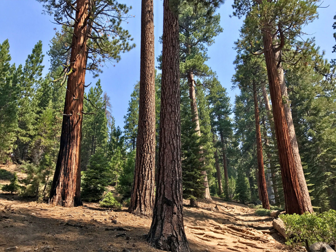 Forest near Half Dome in Yosemite
