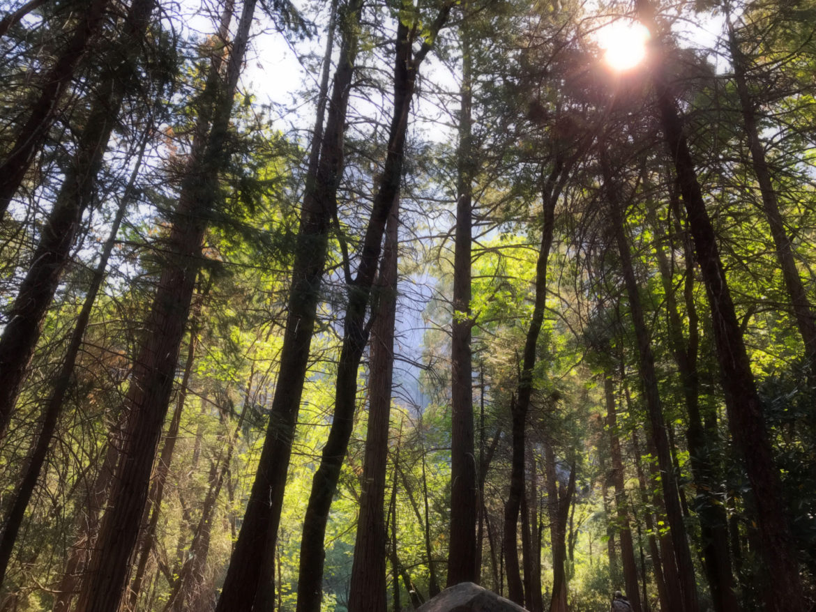 Forest near Bridalveil Fall in Yosemite