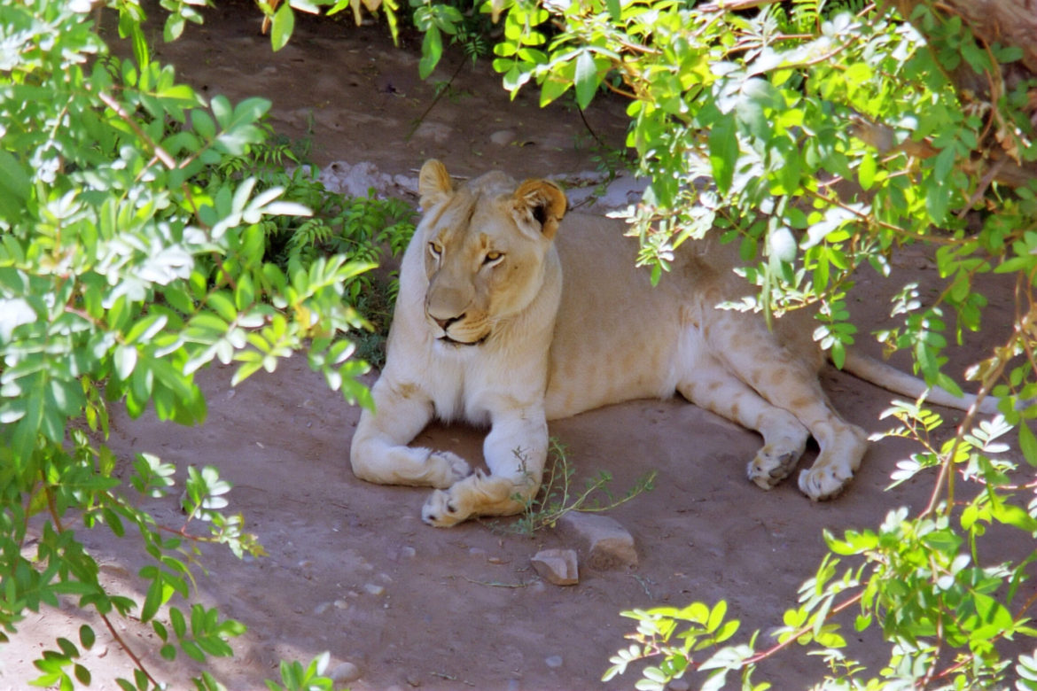 Lion in Kruger National Park