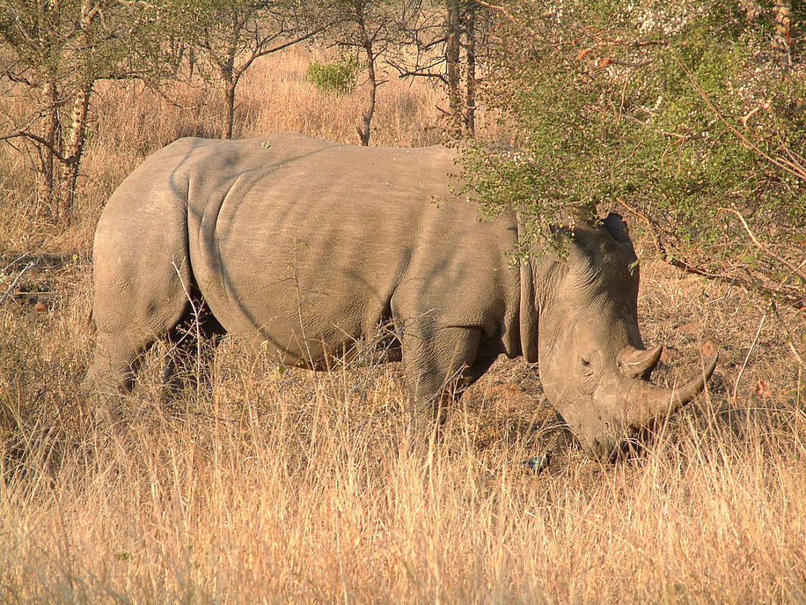 White rhinoceros in Kruger National Park