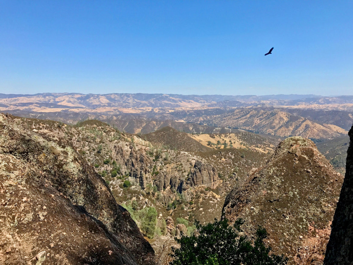 California Condor above Pinnacles National Park