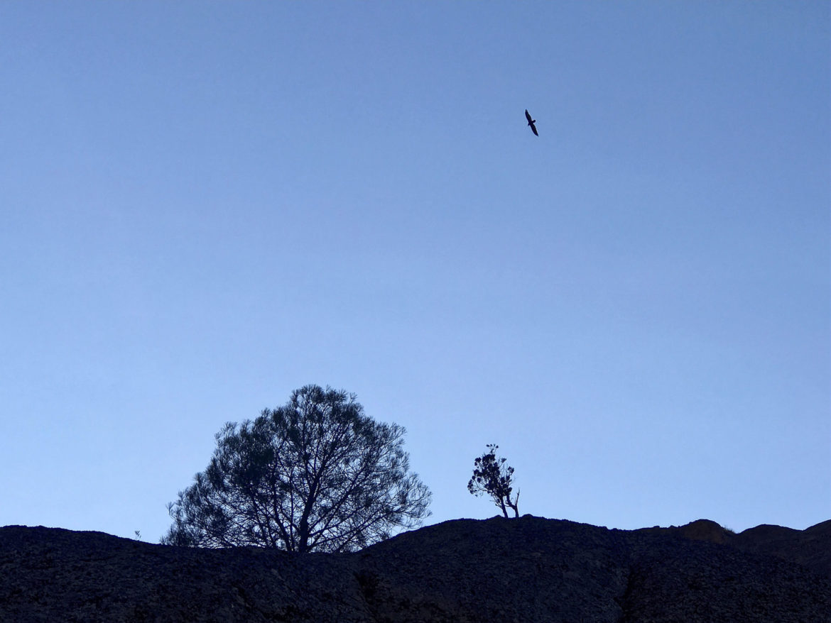 California Condor at Pinnacles National Park