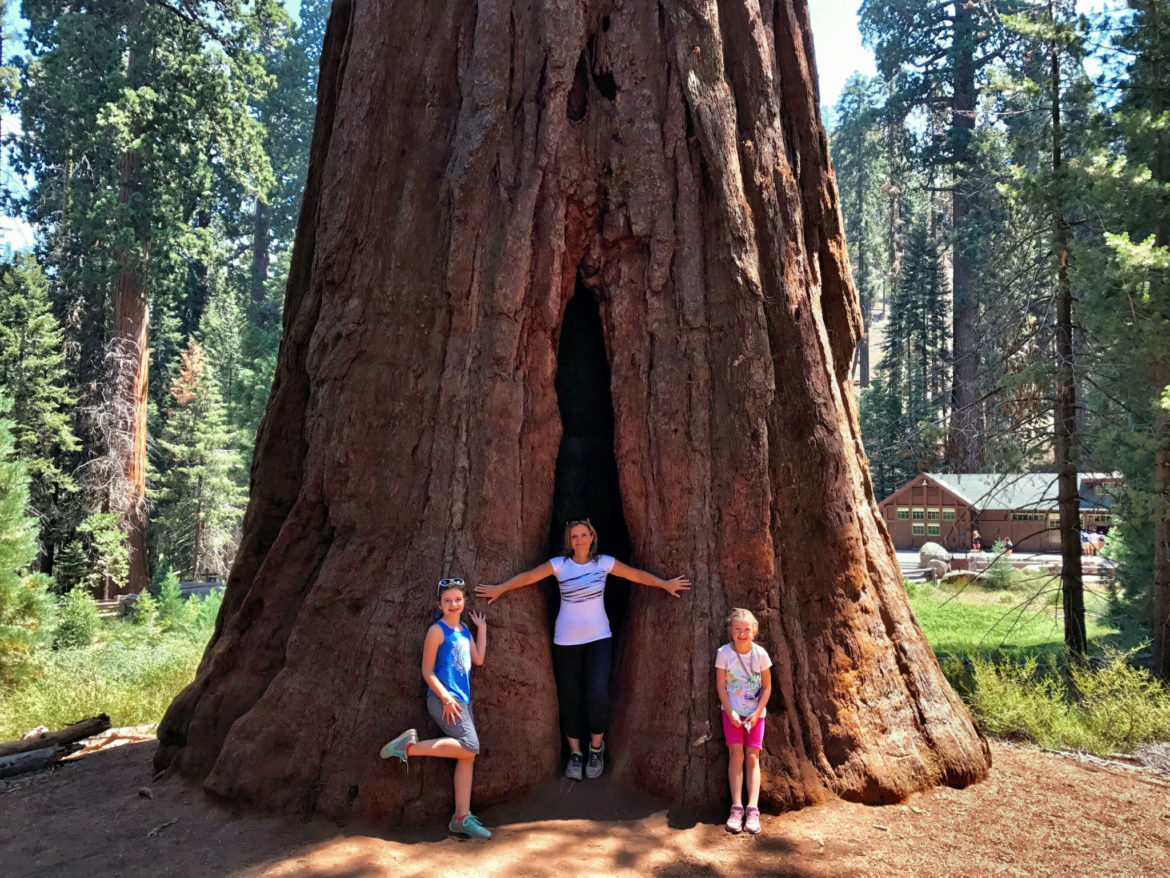 Standing near a giant Sequoia tree