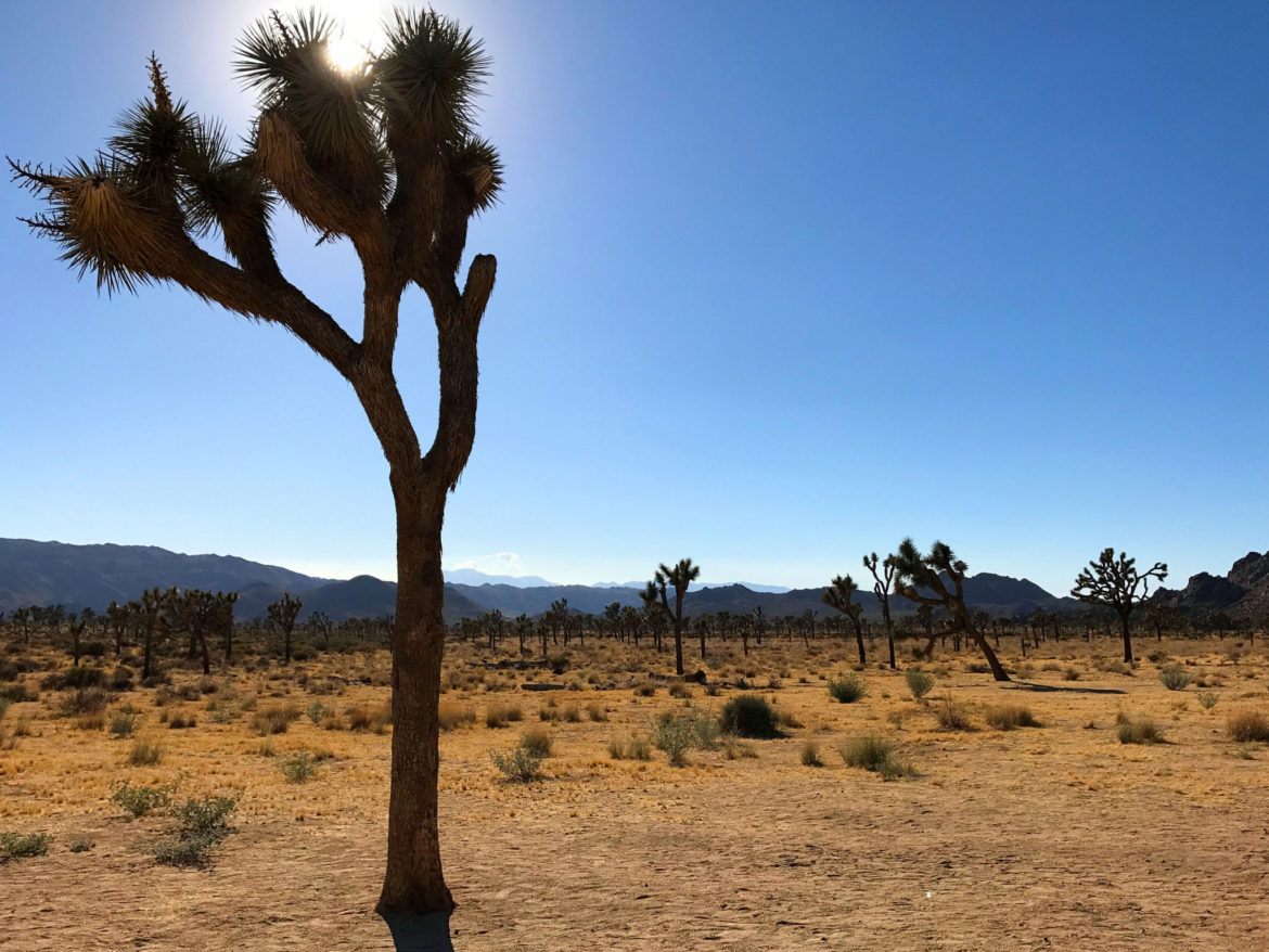 Single Joshua Tree against the desert landscape