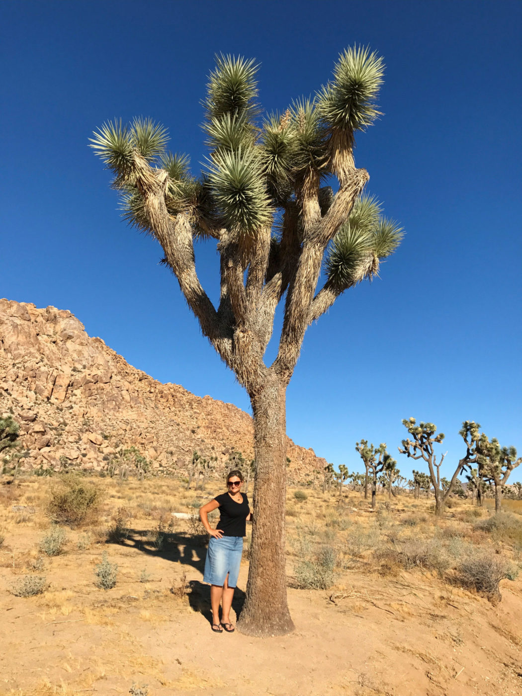 Here I am next to a Joshua Tree. This one is quite tall!
