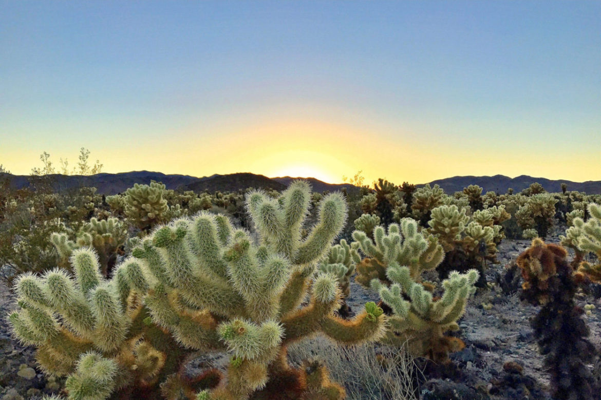 Sunset view at Cholla Cactus Garden, Joshua Tree National Park