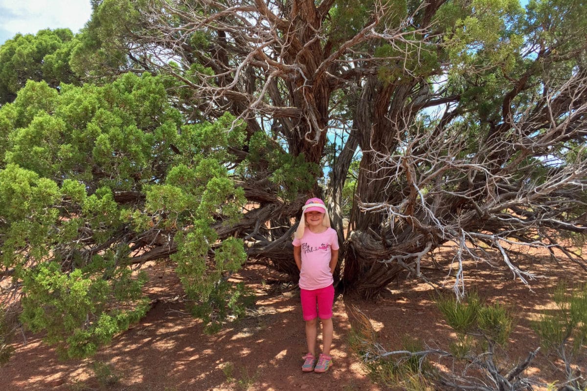 Tree on White Rim Overlook Trail