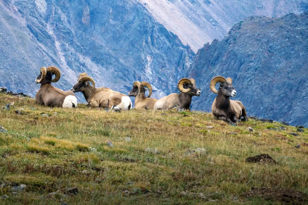 Bighorn rams in Rocky Mountain National Park