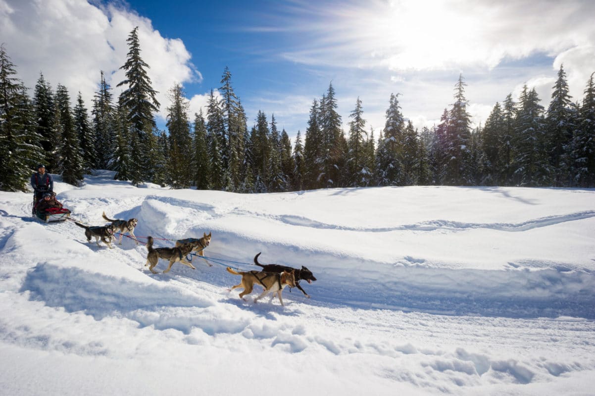 Dogsledding in the Callaghan Valley, Canada