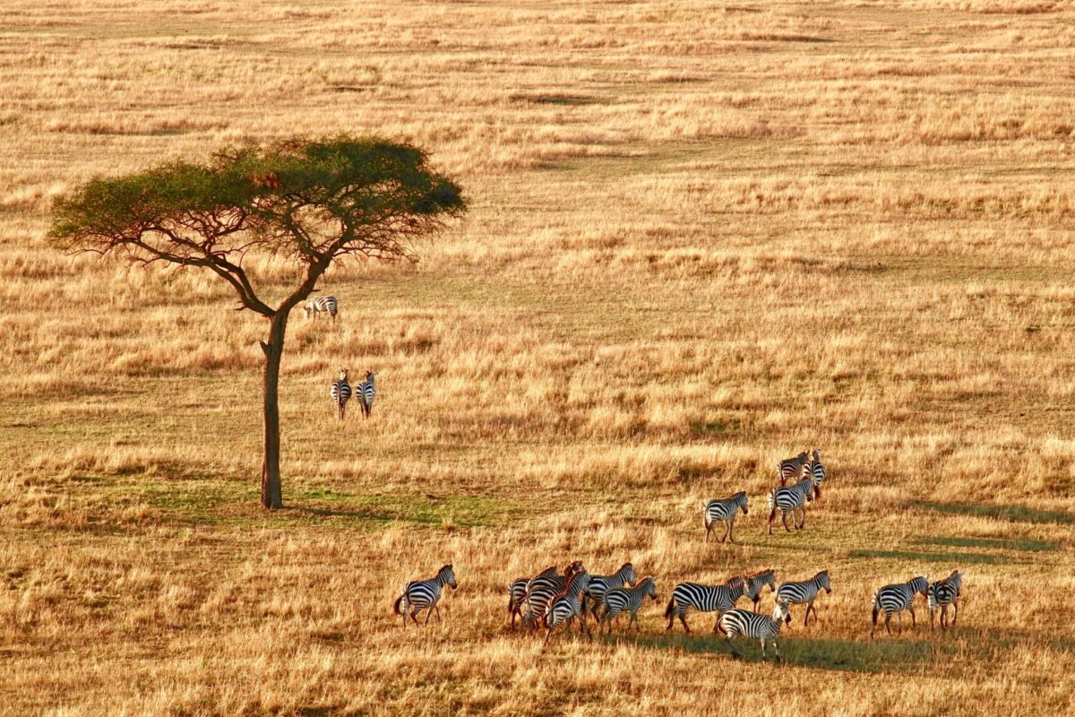 Zebras in Serengeti National Park in Tanzania