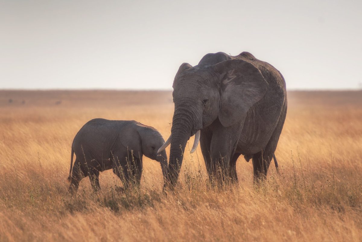 A pair of elephants in Serengeti National Park, Tanzania