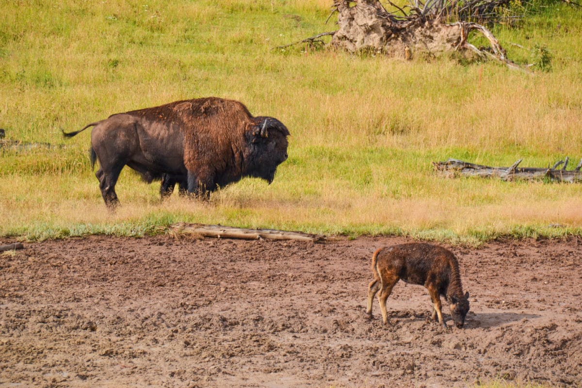 Adult and baby bison in Mud Volcano area