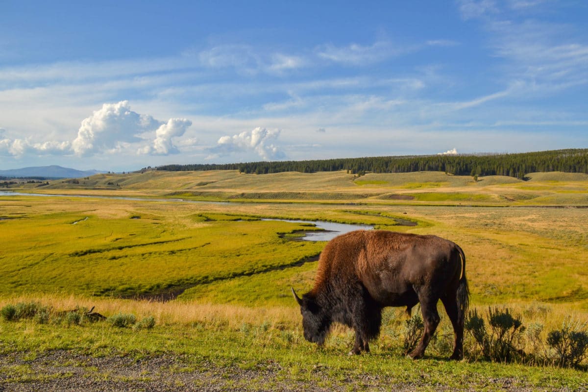 A bison grazing near the road and the Yellowstone River