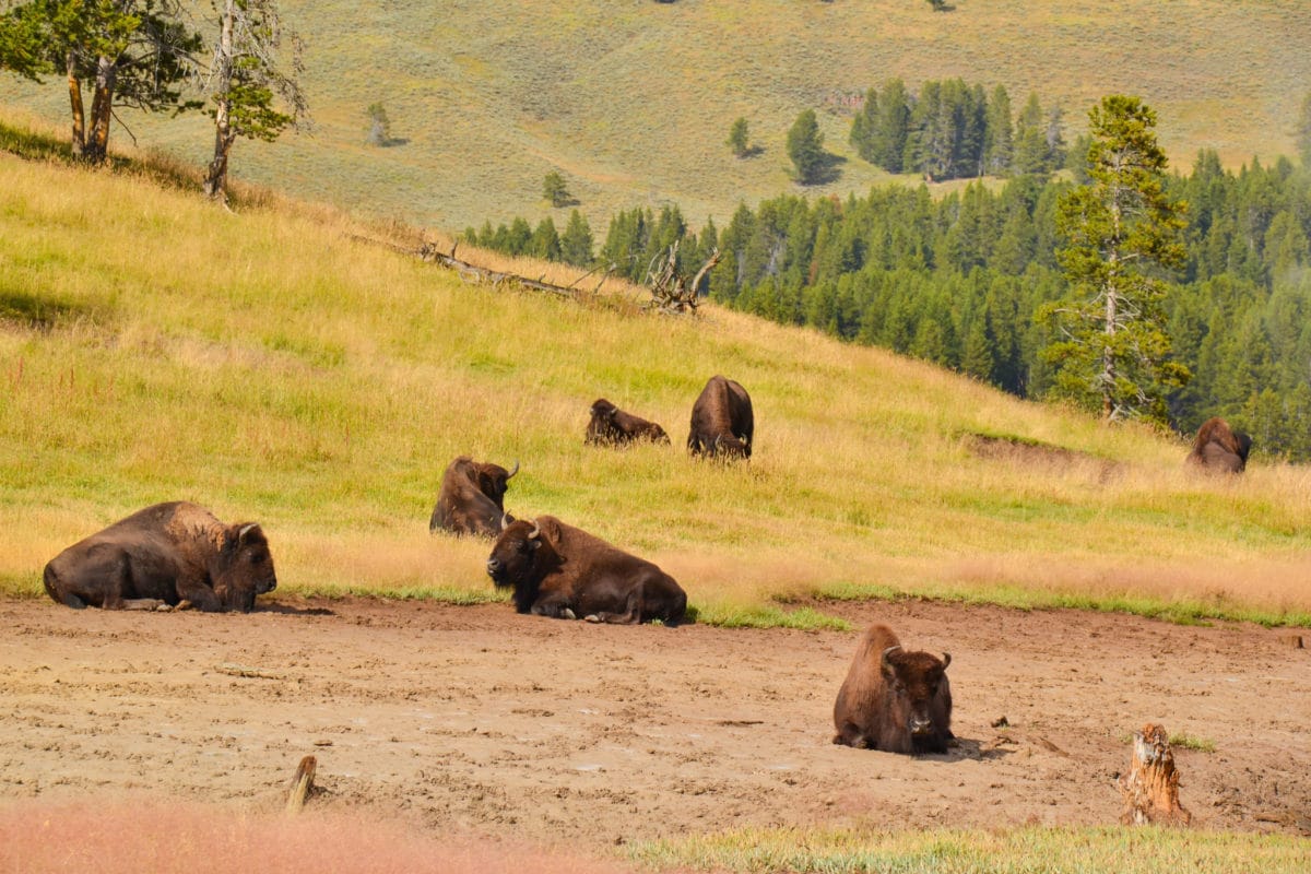 Bison in the Mud Volcano area of Yellowstone