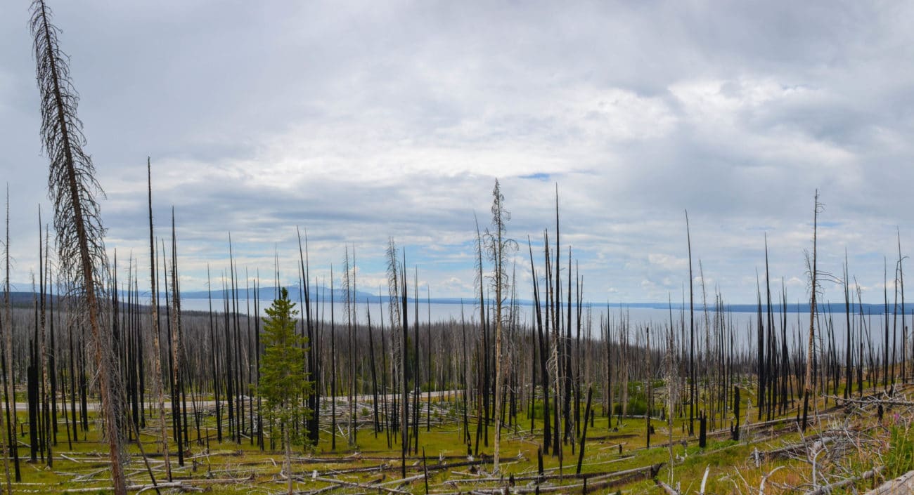 Burnt forest near Lake Butte Overlook in Yellowstone