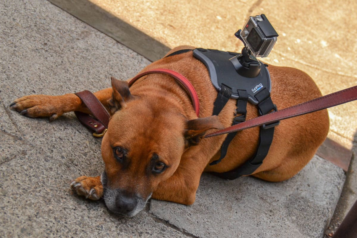 Dog with a GoPro