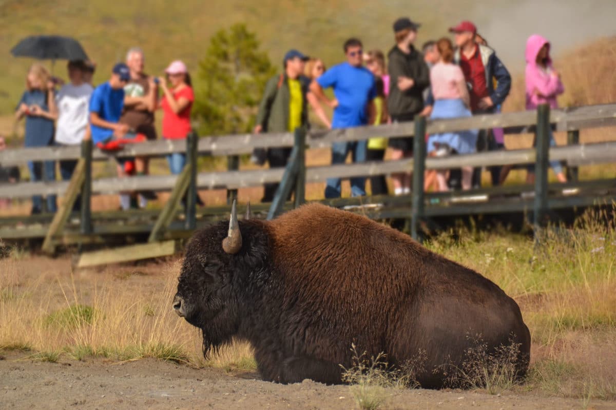 People watching a bison in Yellowstone