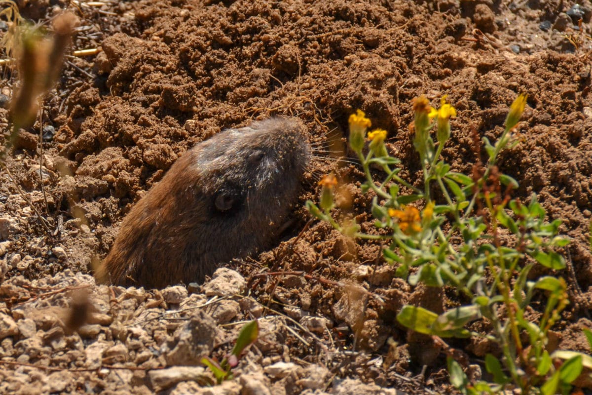 Pocket gopher in Yellowstone