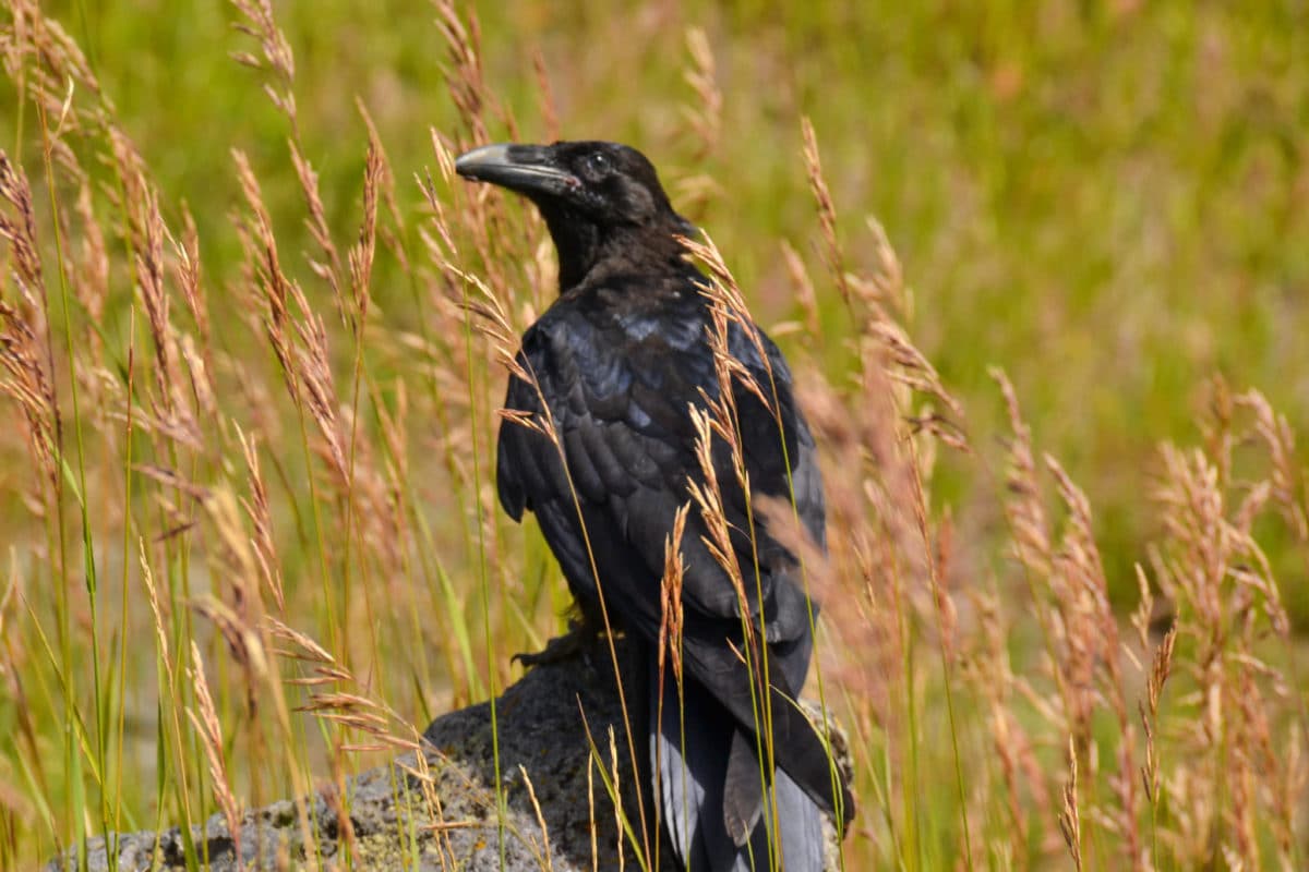 A Raven near Indian Pond