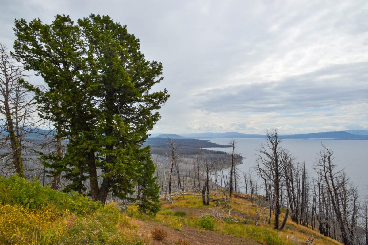 View from Lake Butte Overlook in Yellowstone