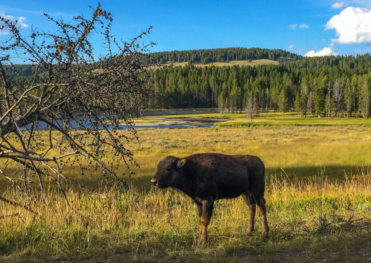 A baby bison in Hayden Valley