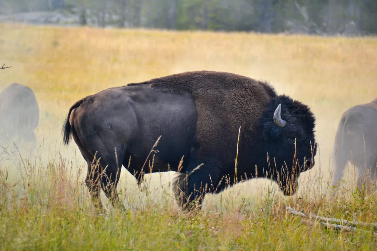 An adult bison in Yellowstone's Hayden Valley