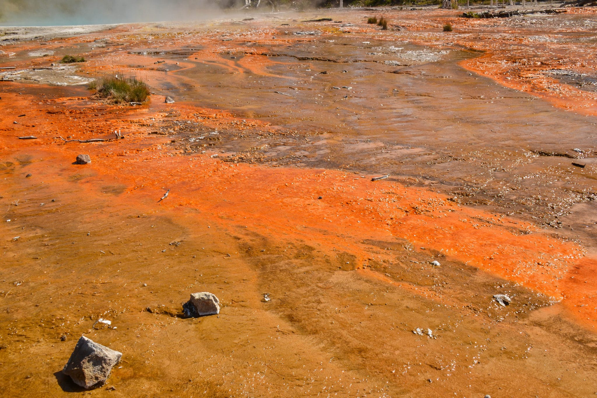 Orange bacteria in Lower Geyser Basin