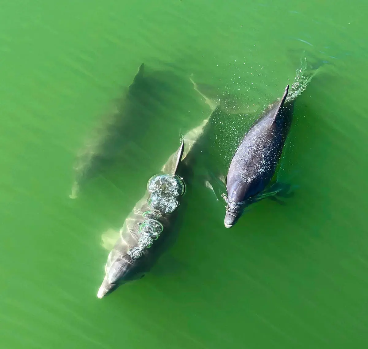 Dolphins near South Padre Island