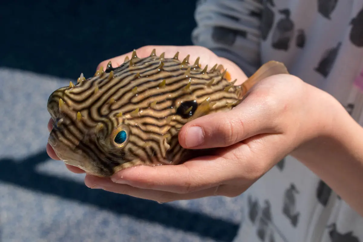 Holding a puffer fish