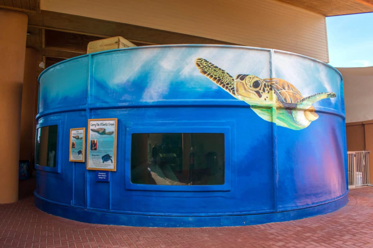Sea turtle tank at Sea Turtle Inc.