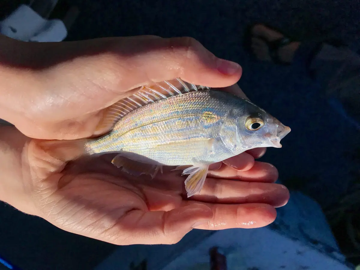 Holding a jumpy little fish