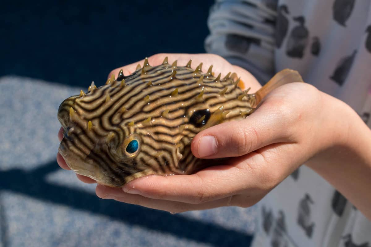 Holding a pufferfish