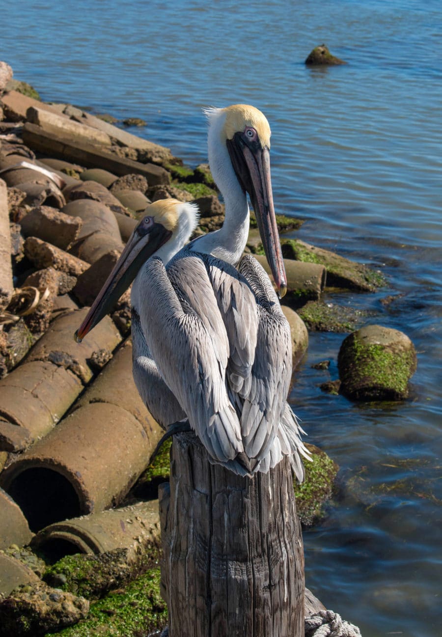 Pelicans in South Padre Island
