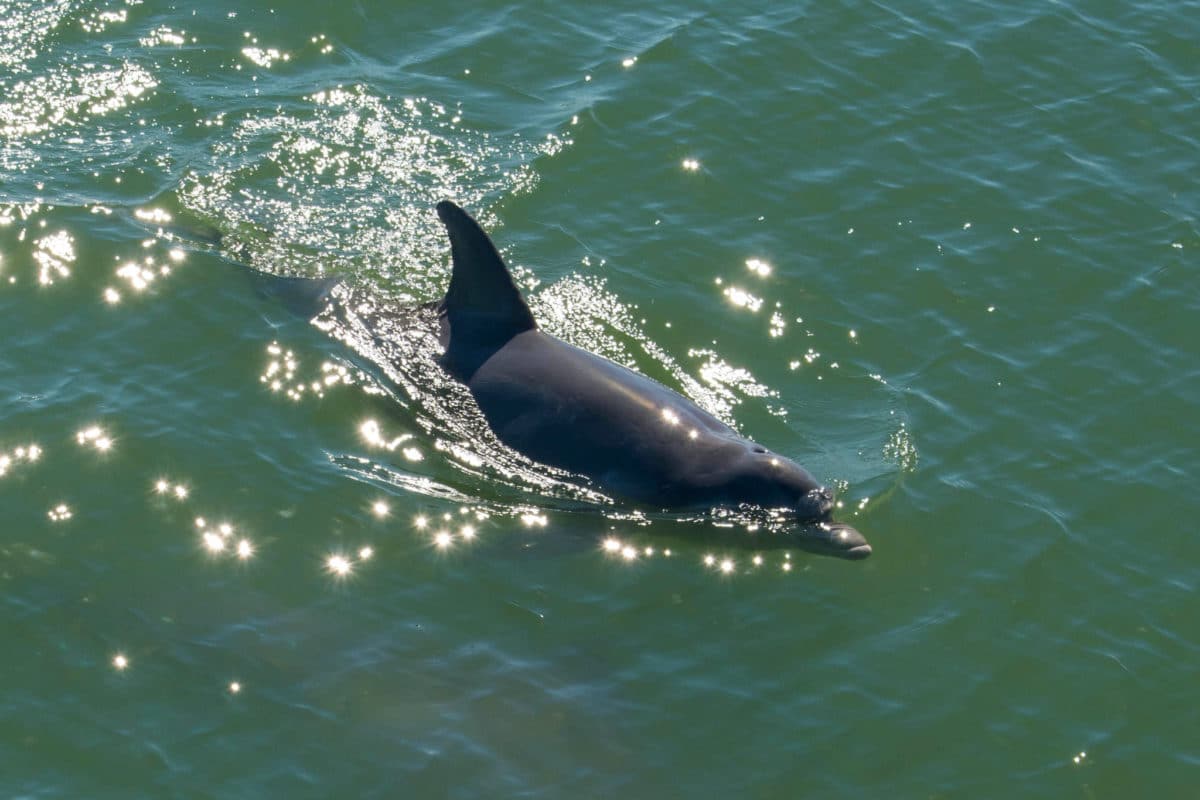 Swimming dolphin in South Padre Island