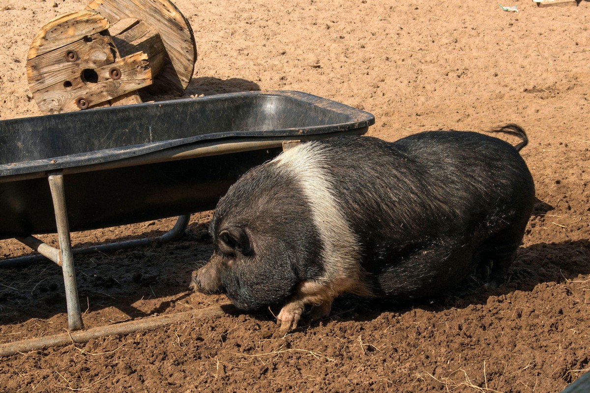 A pig at SPI Adventure Park