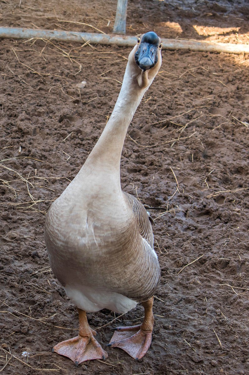 Funny goose at SPI Adventure Park