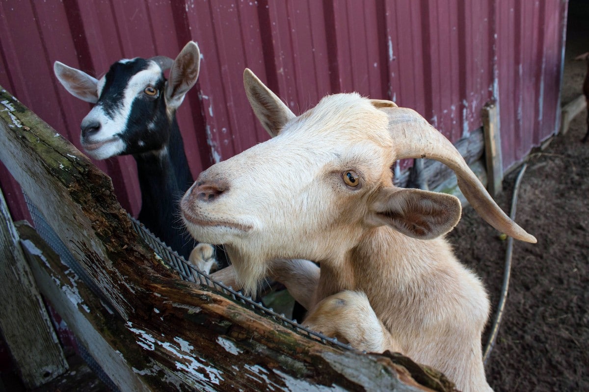 Goats at SPI Adventure Park