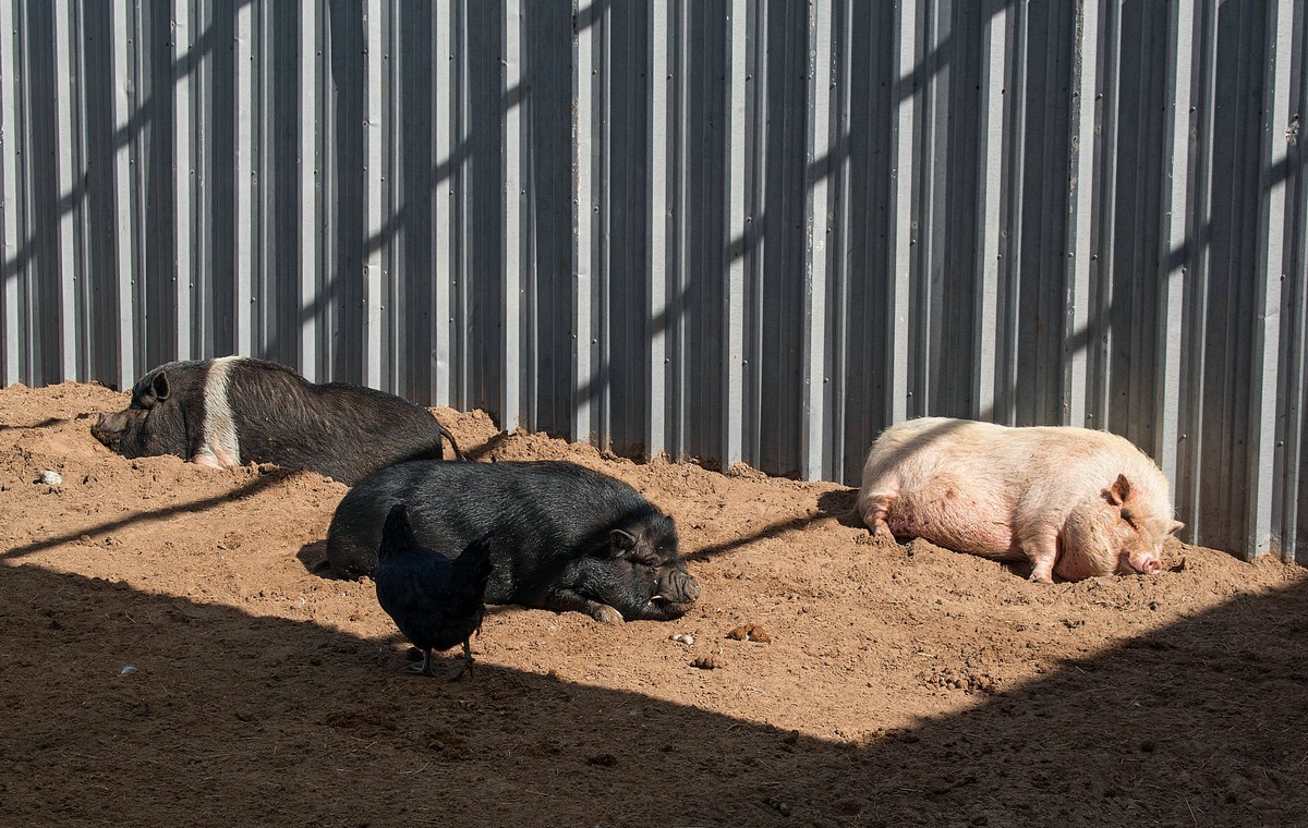 Pigs snoozing at SPI Adventure Park