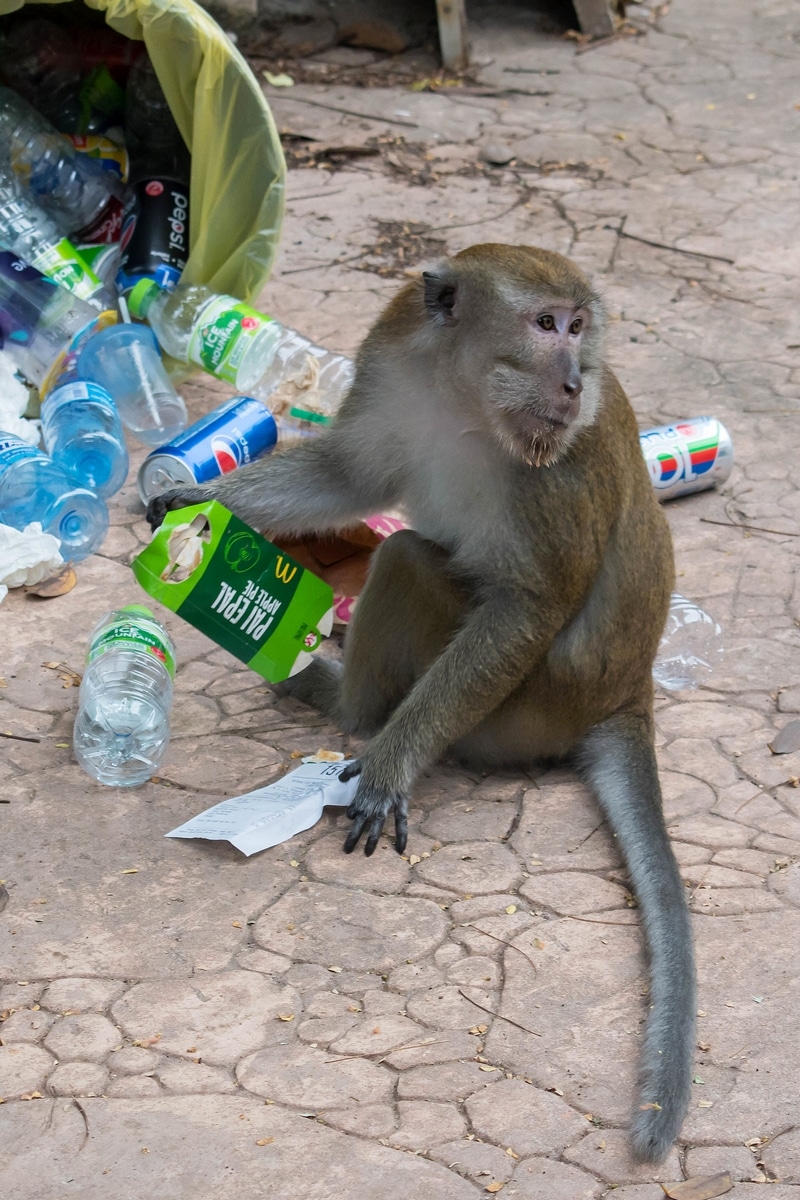 Monkey after knocking down a trash can