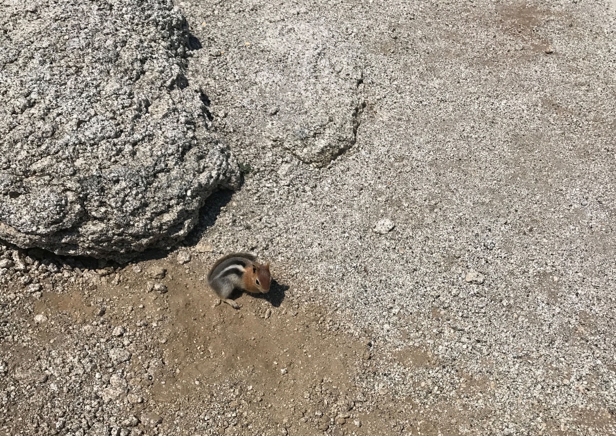 A chipmunk on top of Half Dome hoping for a morsel of food