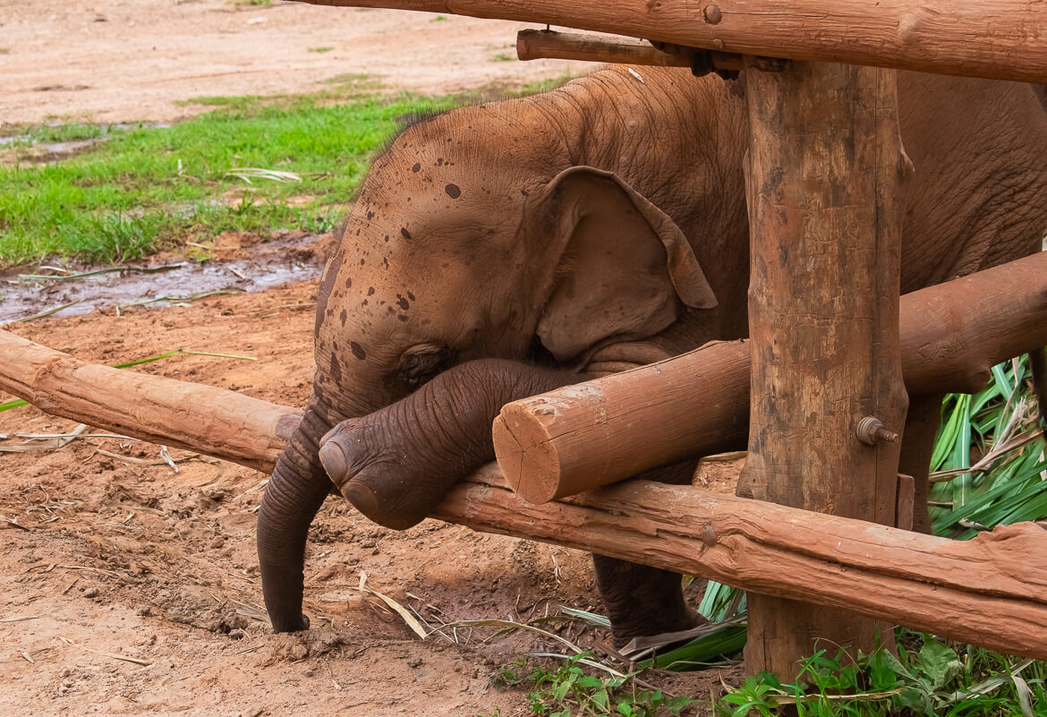 Baby elephant Heng Heng sneaking between the beams of the feeding area