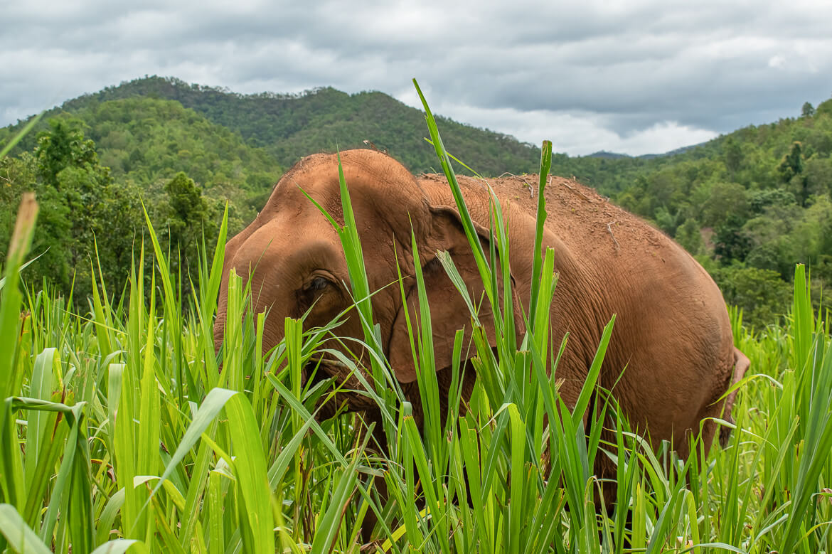 Adult elephant in sugarcane field in Thailand