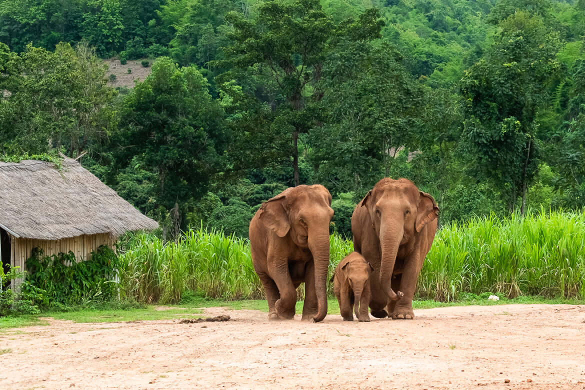 Baby elephant with her mom and nanny