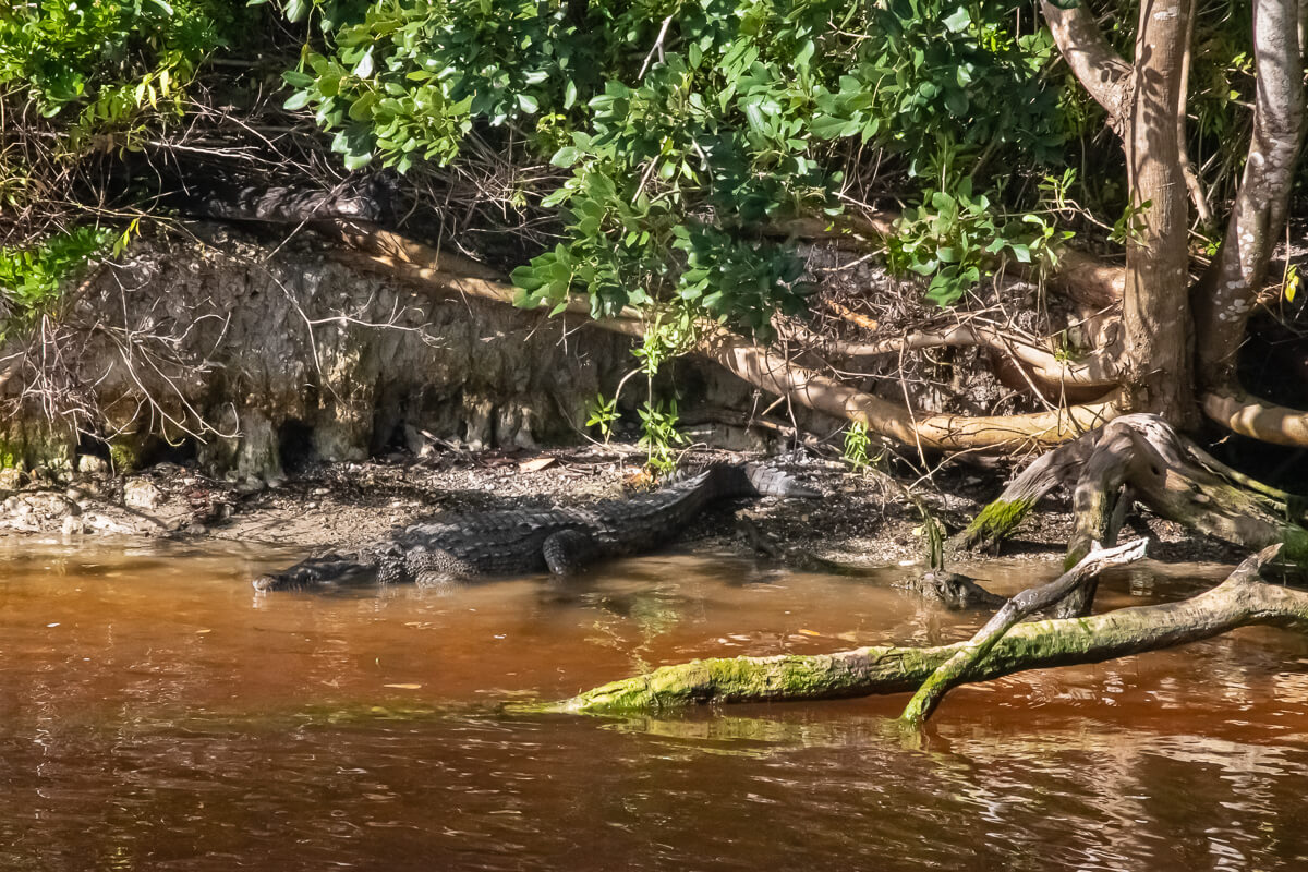 American alligator in Everglades National Park
