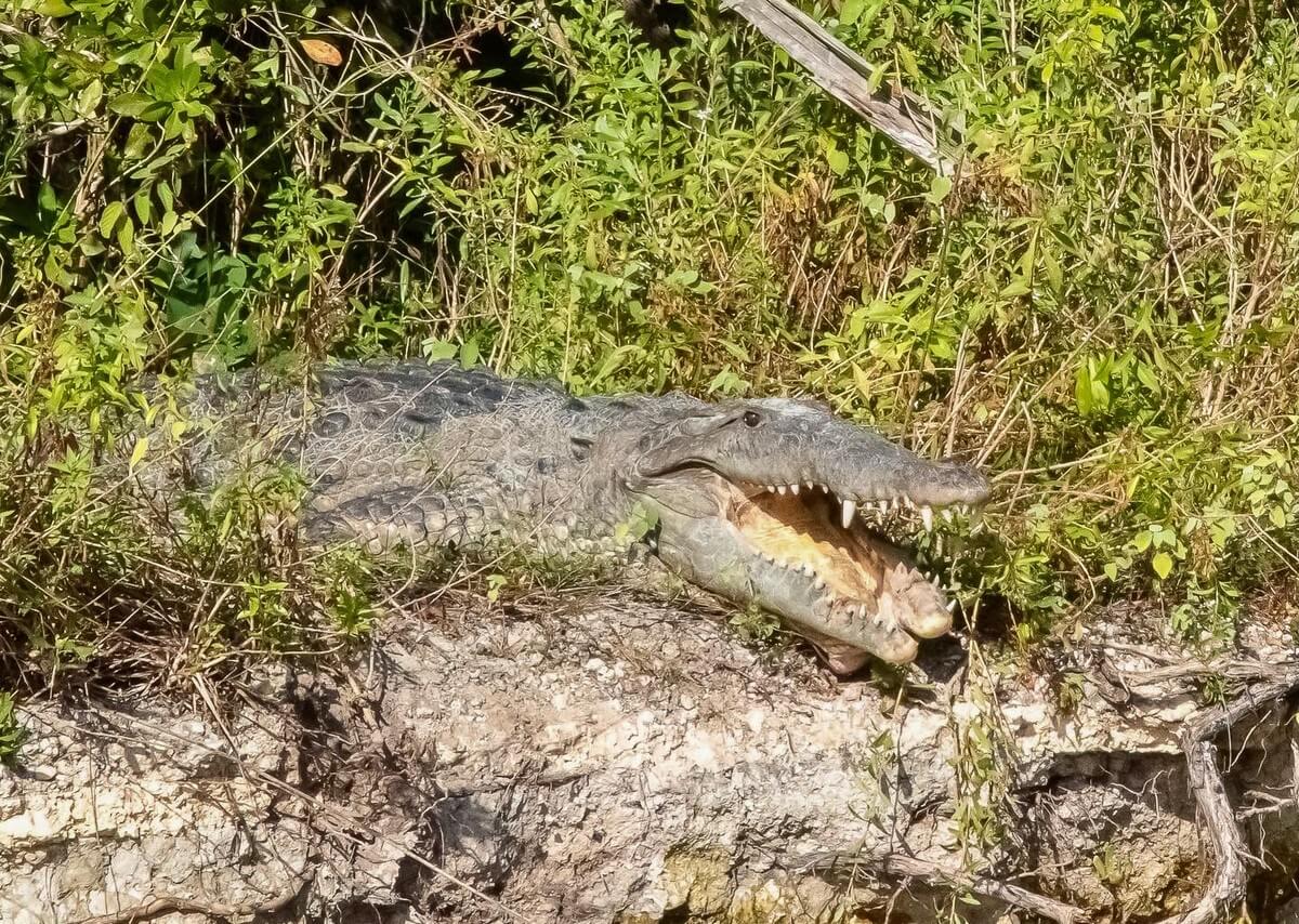 American crocodile with open mouth